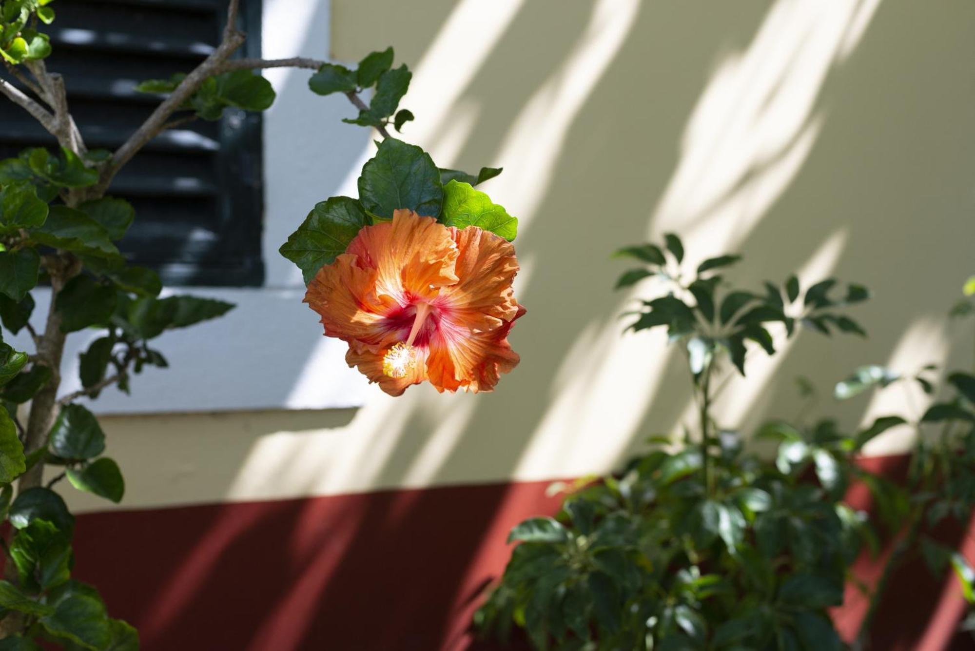 Quinta Das Hortensias Arco de Sao Jorge Bagian luar foto